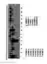 Fig. 29 - Isolation, cultivation and uses of stem/progenitor cells