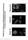 Fig. 43 - Isolation, cultivation and uses of stem/progenitor cells