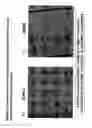 Fig. 47 - Isolation, cultivation and uses of stem/progenitor cells
