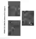 Fig. 59 - Isolation, cultivation and uses of stem/progenitor cells