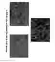 Fig. 61 - Isolation, cultivation and uses of stem/progenitor cells