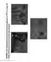 Fig. 62 - Isolation, cultivation and uses of stem/progenitor cells