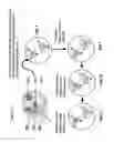 Fig. 65 - Isolation, cultivation and uses of stem/progenitor cells