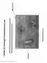 Fig. 66 - Isolation, cultivation and uses of stem/progenitor cells