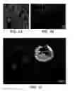 Fig. 02 - Method for stem cell culture and cells derived therefrom