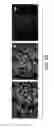 Fig. 03 - Method for stem cell culture and cells derived therefrom