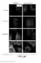 Fig. 10 - Method for stem cell culture and cells derived therefrom