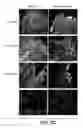 Fig. 12 - Method for stem cell culture and cells derived therefrom