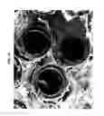 Fig. 05 - Somatic stem cells