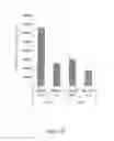 Fig. 12 - Generation of dendritic cells from monocytic dendritic precursor cells with GM-CSF in the absence of additional cytokines