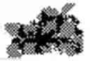 Fig. 02 - Active Phage-Based Inks, Methods of Printing on Materials and Phage-Based Bioactive