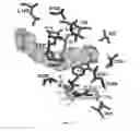Fig. 37 - Alkane oxidation by modified hydroxylases