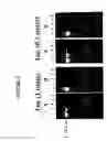 Fig. 03 - COMPOSITIONS AND METHODS FOR ENHANCED SENSITIVITY AND SPECIFICITY OF NUCLEIC ACID SYNTHESIS