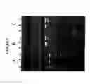 Fig. 09 - COMPOSITIONS AND METHODS FOR ENHANCED SENSITIVITY AND SPECIFICITY OF NUCLEIC ACID SYNTHESIS