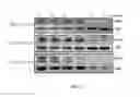 Fig. 07 - LNA antisense oligonucleotides for the modulation of Myc expression