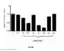 Fig. 12 - LNA antisense oligonucleotides for the modulation of Myc expression