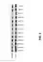 Fig. 06 - Compositions And Methods For Inhibiting Expression Of GSK-3 Genes