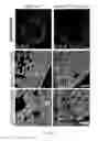 Fig. 10 - Methods for including cardiomyocyte proliferation