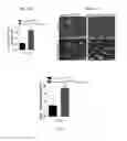 Fig. 16 - Methods for including cardiomyocyte proliferation