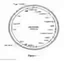 Fig. 02 - Methods For Enhancing Segregation of Transgenes in Plants and Compositions Thereof
