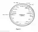 Fig. 08 - Methods For Enhancing Segregation of Transgenes in Plants and Compositions Thereof