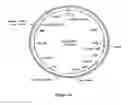 Fig. 13 - Methods For Enhancing Segregation of Transgenes in Plants and Compositions Thereof