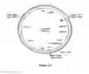 Fig. 14 - Methods For Enhancing Segregation of Transgenes in Plants and Compositions Thereof