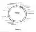 Fig. 17 - Methods For Enhancing Segregation of Transgenes in Plants and Compositions Thereof
