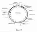 Fig. 19 - Methods For Enhancing Segregation of Transgenes in Plants and Compositions Thereof