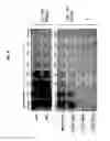 Fig. 10 - REVERSE GENETICS USING NON-ENDOGENOUS POL I PROMOTERS