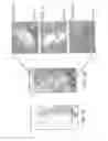 Fig. 08 - Compositions and Methods for Enhancing Bioenergetic Status in Female Germ Cells