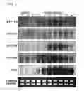 Fig. 06 - Cytochrome P450s and uses thereof