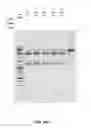 Fig. 29 - Compositions and methods of nucleic acid-targeting nucleic acids