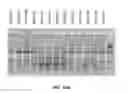Fig. 55 - Compositions and methods of nucleic acid-targeting nucleic acids