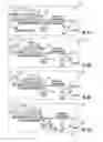 Fig. 07 - Nanofluidic devices for the rapid mapping of whole genomes and related systems and methods of analysis