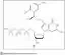 Fig. 04 - PHOTOCLEAVABLE DEOXYNUCLEOTIDES WITH HIGH-RESOLUTION CONTROL OF DEPROTECTION KINETICS