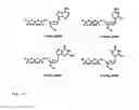 Fig. 11 - DNA sequencing with non-fluorescent nucleotide reversible terminators and cleavable label modified nucleotide terminators