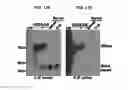 Fig. 14 - CIRCULATING SMALL NONCODING RNA MARKERS