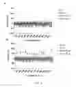 Fig. 06 - COINCIDENCE REPORTER GENE SYSTEM