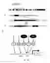 Fig. 11 - COINCIDENCE REPORTER GENE SYSTEM