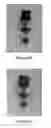 Fig. 28 - Break-away coupling for highway or roadside appurtenances with enhanced fatigue properties