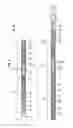 Fig. 04 - Inverted wellbore drilling motor