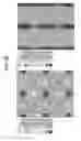 Fig. 23 - LOW POROSITY AUXETIC SHEET