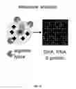 Fig. 10 - Method to sort cells on the basis of radionuclide uptake