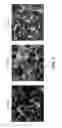 Fig. 10 - METHODS FOR IDENTIFYING NEUROPROTECTIVE PKC ACTIVATORS