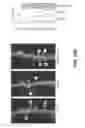 Fig. 47 - METHODS FOR IDENTIFYING NEUROPROTECTIVE PKC ACTIVATORS