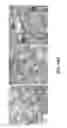 Fig. 52 - METHODS FOR IDENTIFYING NEUROPROTECTIVE PKC ACTIVATORS