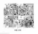 Fig. 58 - METHODS FOR IDENTIFYING NEUROPROTECTIVE PKC ACTIVATORS