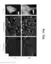 Fig. 70 - METHODS FOR IDENTIFYING NEUROPROTECTIVE PKC ACTIVATORS