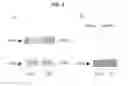 Fig. 04 - MICROFLUIDIC DEVICE FOR IMMUNOBLOTTING